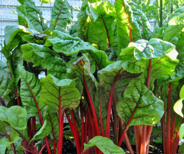 Mangold Rhubarb Chard 1