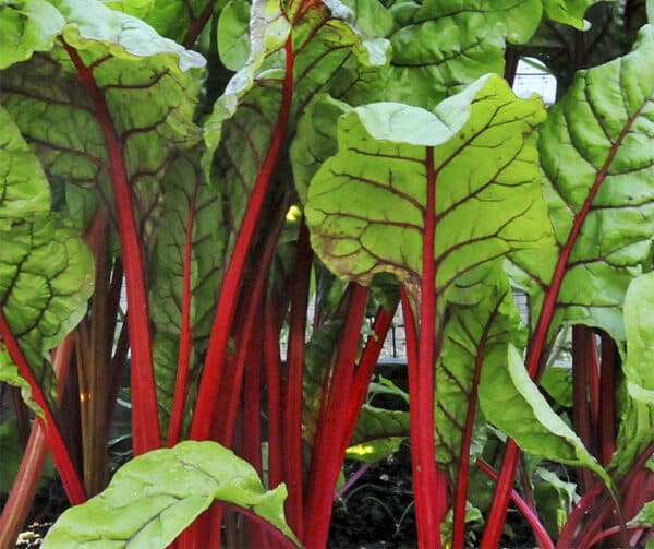 Mangold Rhubarb Chard