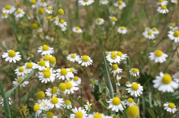 Matricaria recutita 1