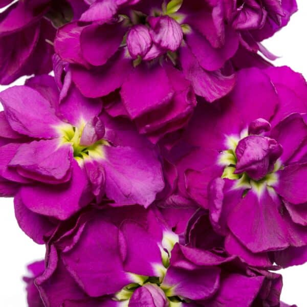 Matthiola incana (Stock) Milla Blue - Image 2