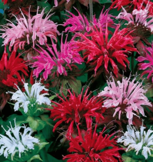 Monarda didyma Milano mixture