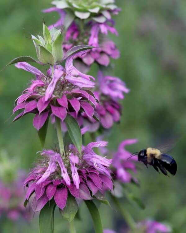 Monarda hybrida Lambada - Image 2