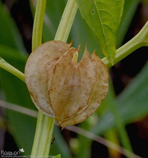 Nicandra physaloides - Image 4