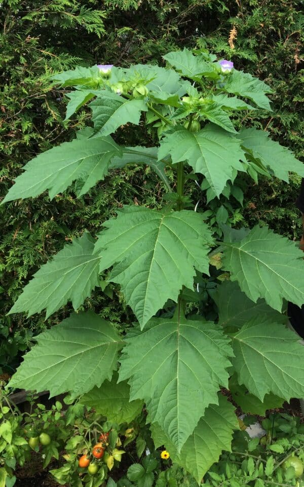 Nicandra physaloides - Image 2