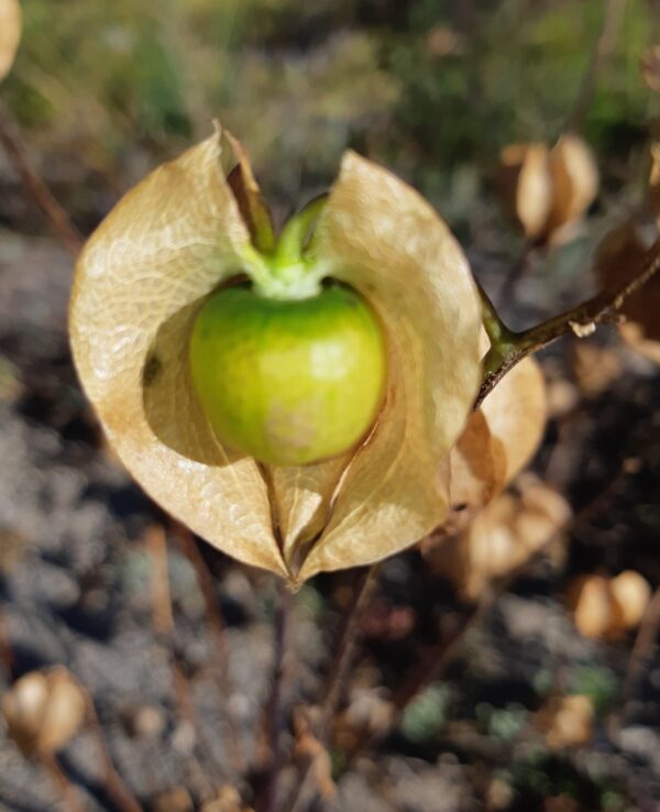 Nicandra physaloides - Image 3