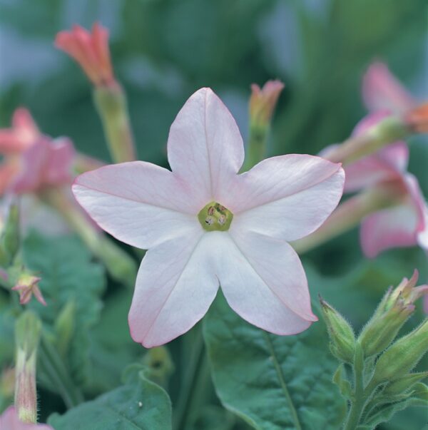 Nicotiana x sanderae Merlin Appleblossom