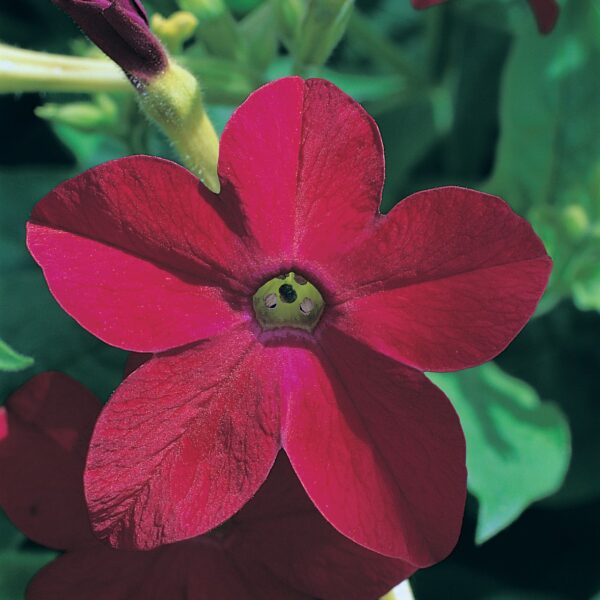 Nicotiana x sanderae Merlin Red