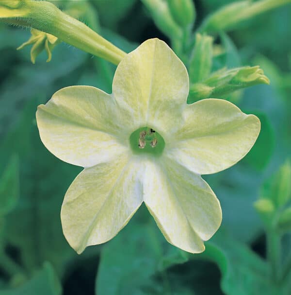 Nicotiana x sanderae Merlin Lime