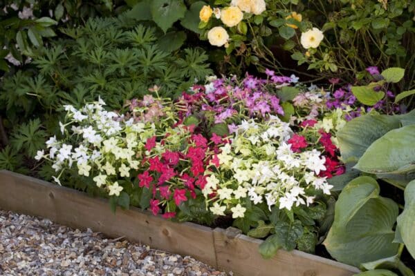 Nicotiana x sanderae Merlin mixture - Image 3