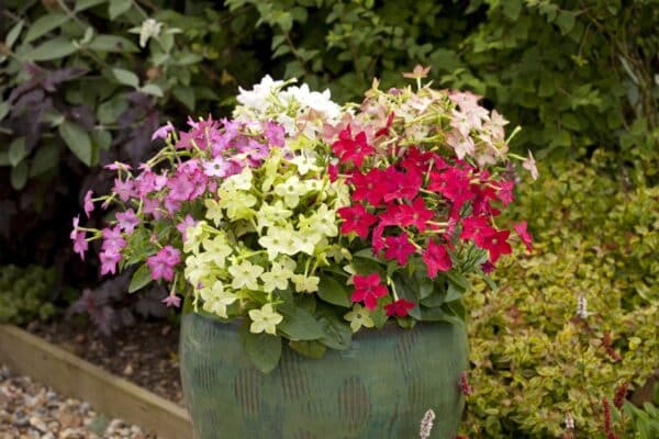 Nicotiana x sanderae Merlin mixture - Image 2