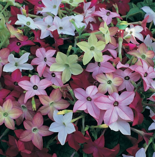 Nicotiana x sanderae Merlin mixture