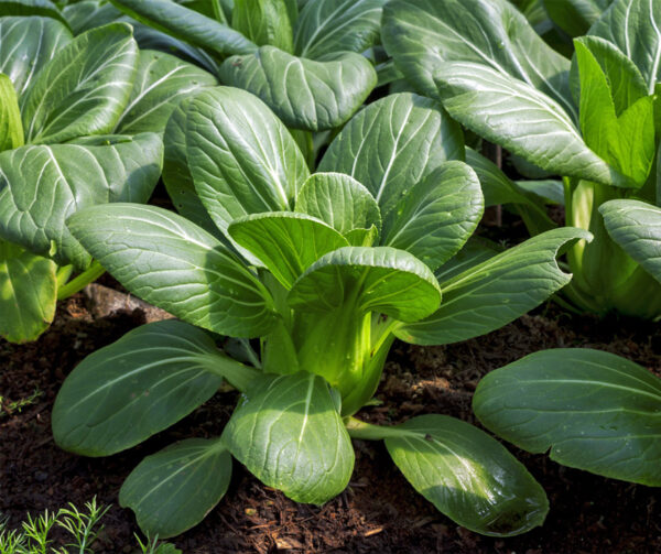 Pak Choi Bok Choy 1