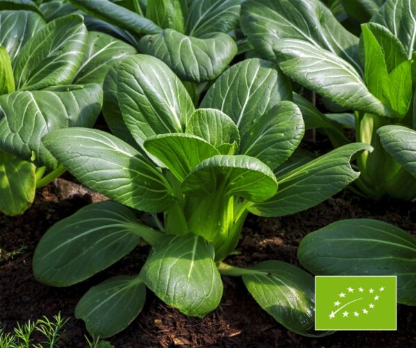 Pak Choi Bok Choy BIO 1