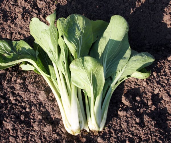 Pak Choi Taisai