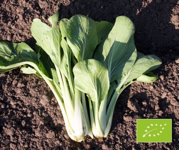 Pak Choi Taisai BIO