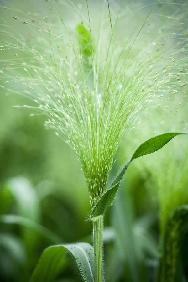 Panicum elegans Sprinkles 1