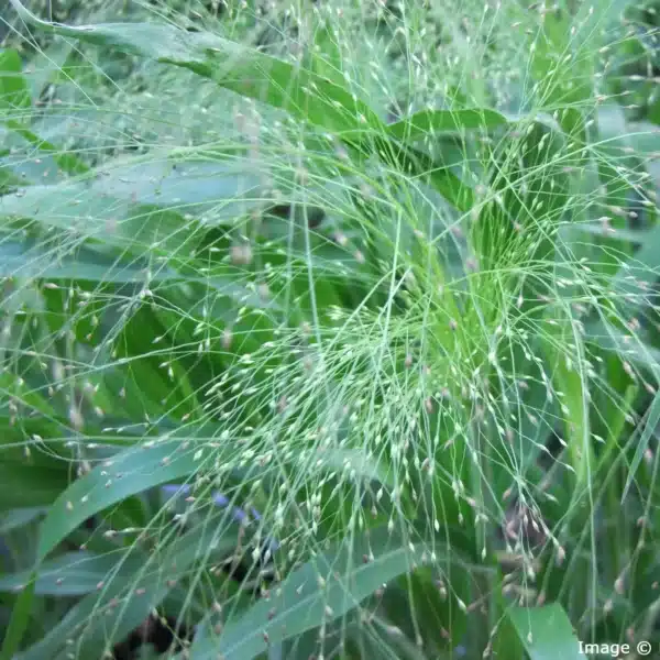 Panicum elegans Sprinkles