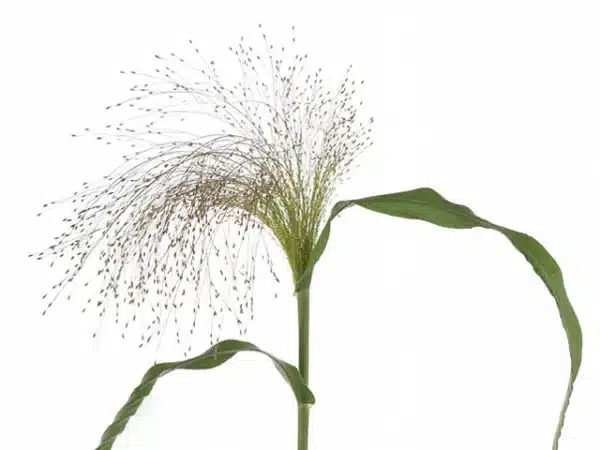 Panicum miliaceum Umbrella 1