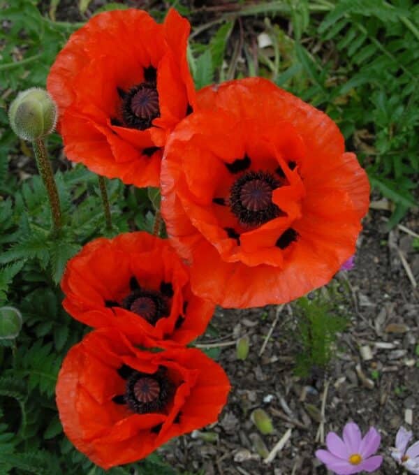 Papaver orientale Dwarf Allegro