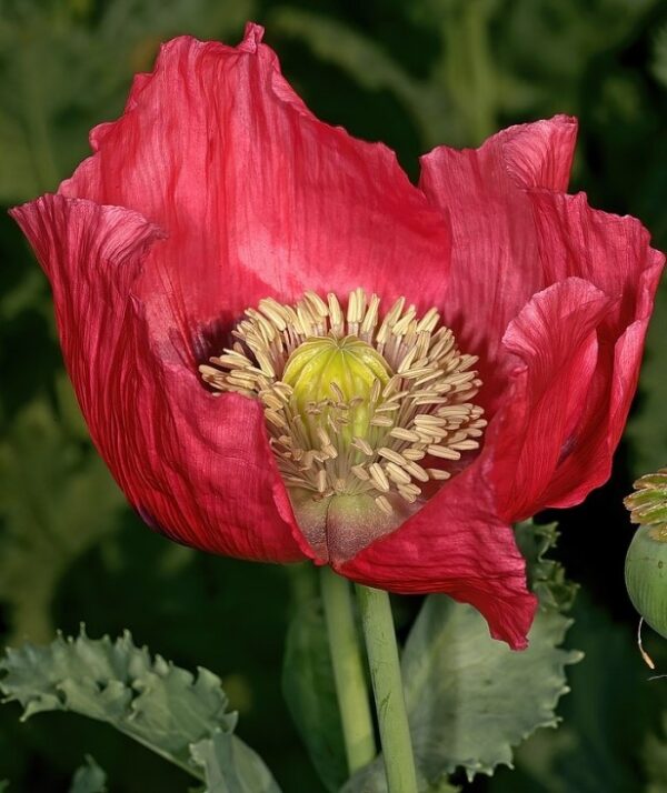 Papaver somniferum The Giant - Image 2