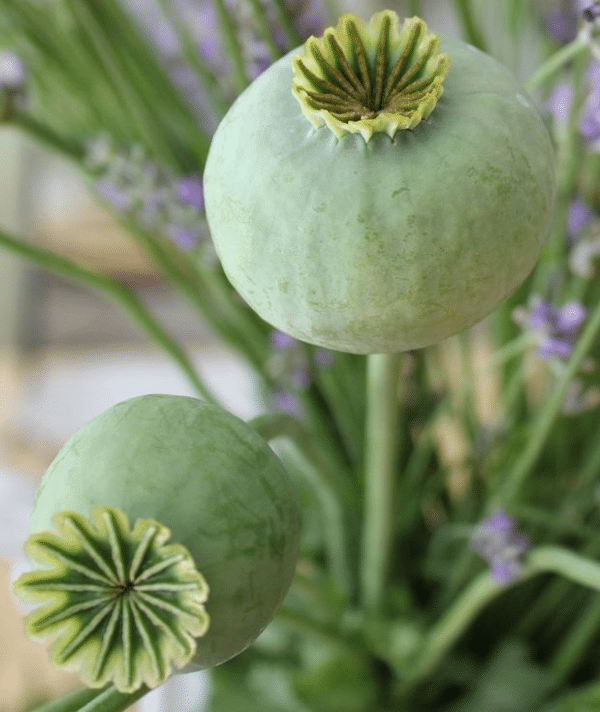 Papaver somniferum The Giant