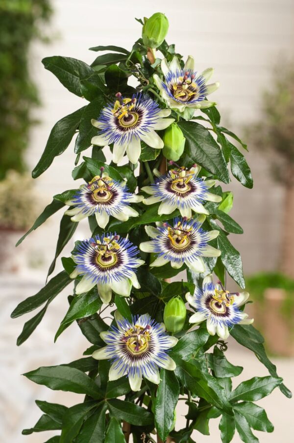 Passiflora edulis - Image 2