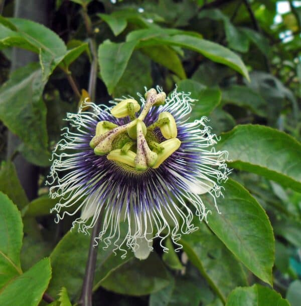 Passiflora edulis - Image 3