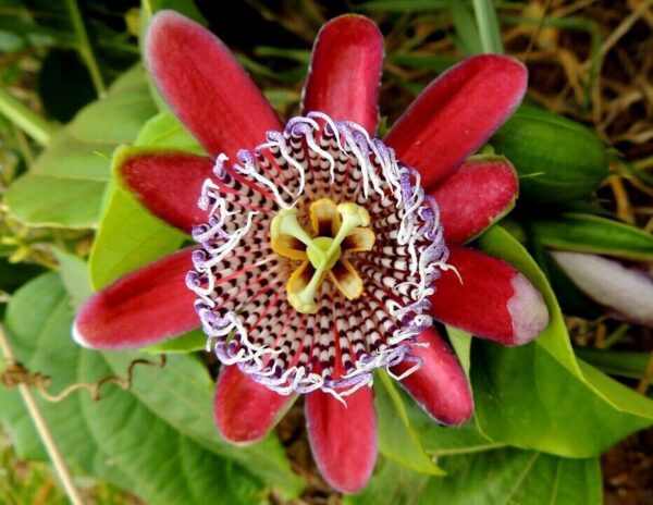 Passiflora quadrangularis