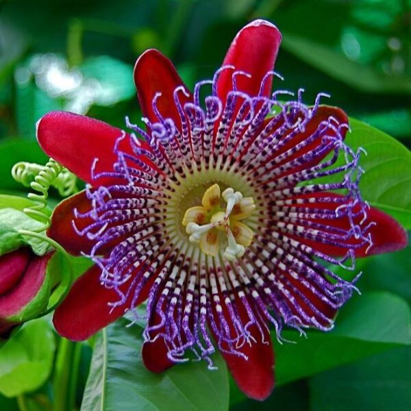 Passiflora quadrangularis - Image 2