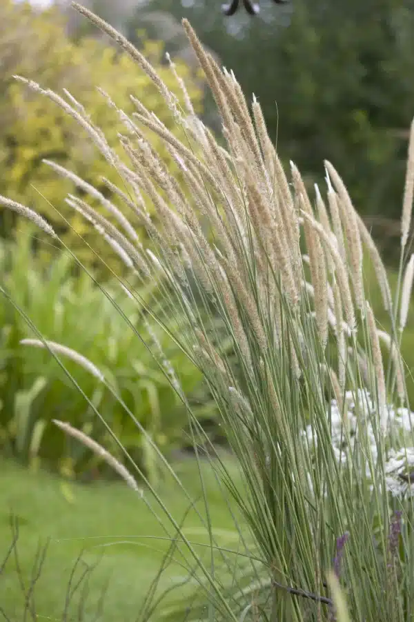 Pennisetum macrourum Tall Feathers