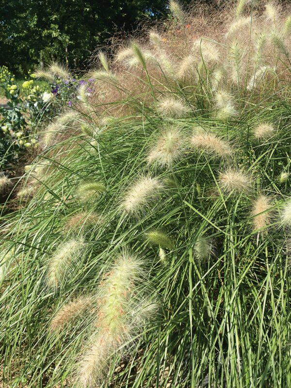 Pennisetum villosum Cream Falls