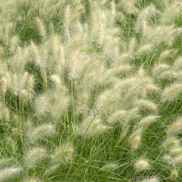 Pennisetum villosum Cream Falls - Image 2