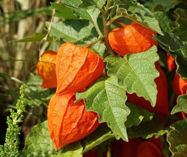 Physalis alkekengi