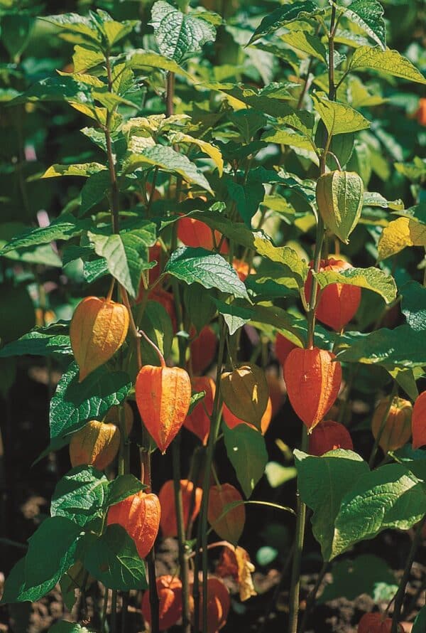 Physalis alkekengi var. franchetii