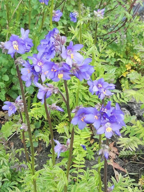 Polemonium caeruleum Blue Pearl 1 rotated