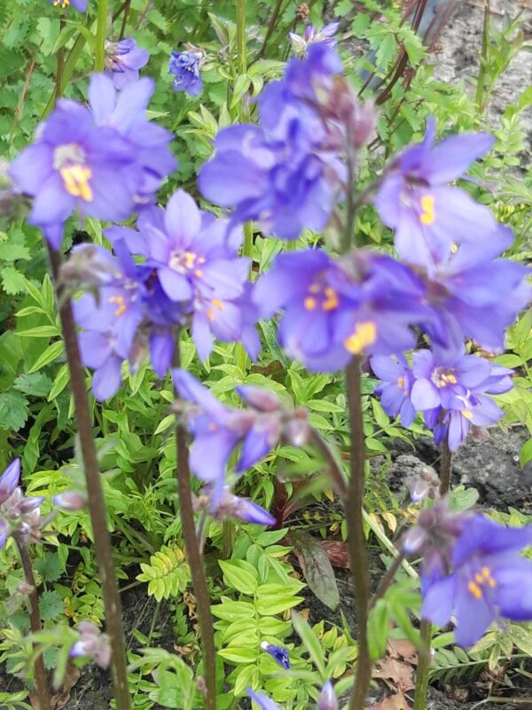 Polemonium caeruleum Blue Pearl rotated