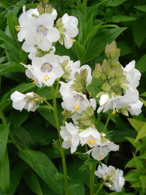 Polemonium caeruleum White Pearl 1