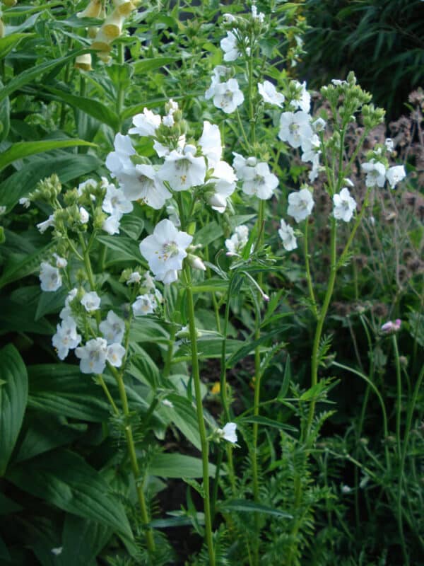 Polemonium caeruleum White Pearl