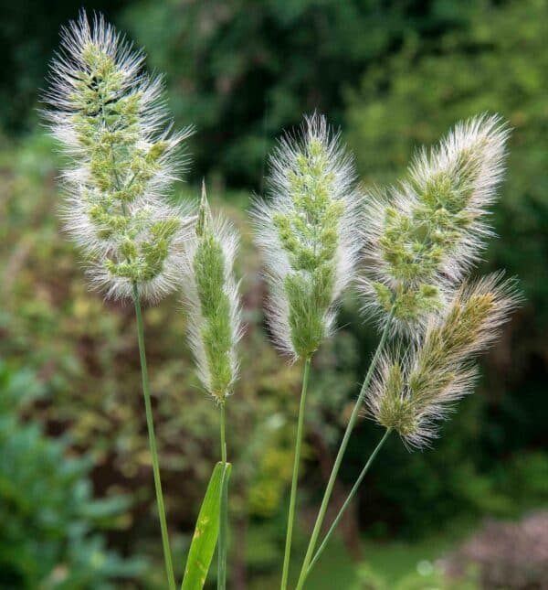 Polypogon monspeliensis