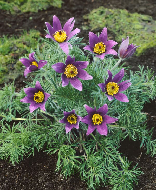 Pulsatilla vulgaris Violet Bells