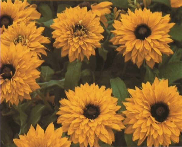 Rudbeckia hirta Goldilocks