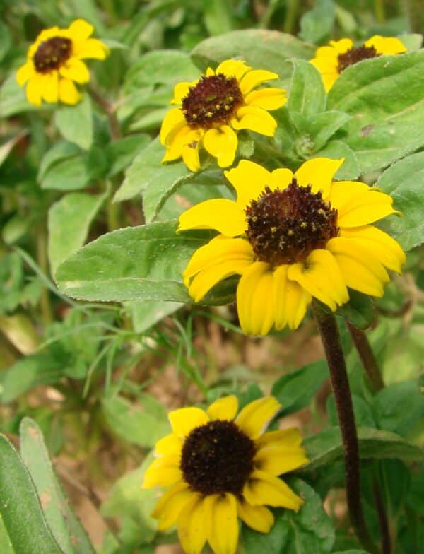 Sanvitalia procumbens