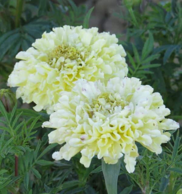 Tagetes erecta QIS Imperiale Creme