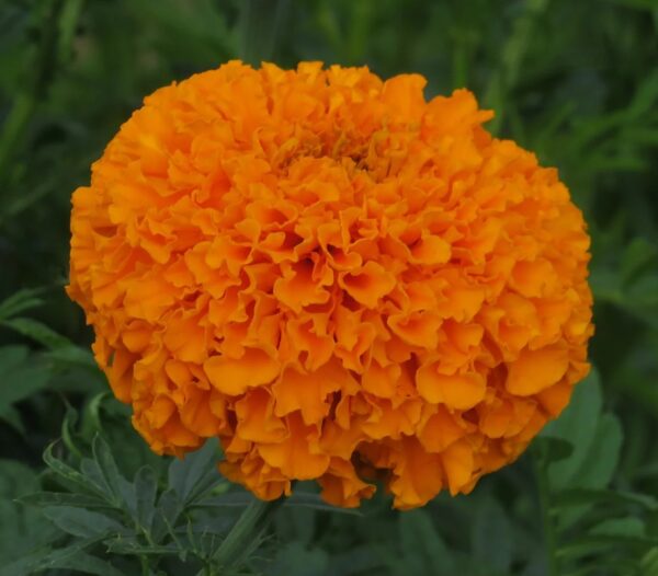 Tagetes erecta QIS Imperiale Orange