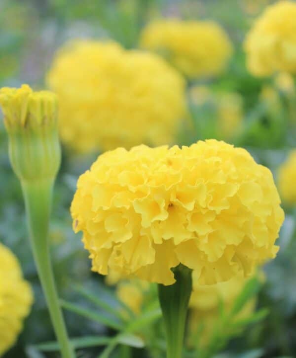 Tagetes erecta QIS Imperiale Yellow