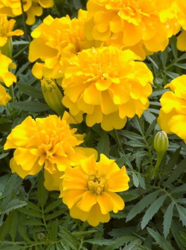 Tagetes patula nana Golden Boy