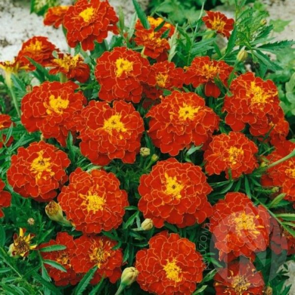 Tagetes patula nana Bonita Carmen