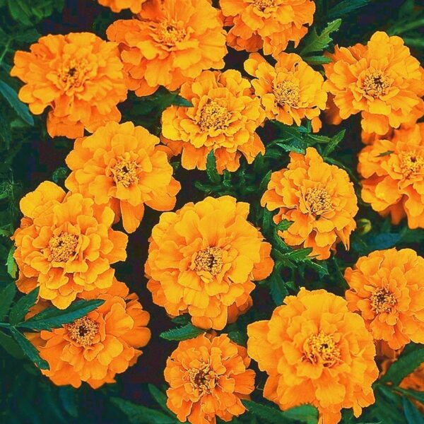 Tagetes patula nana Orange Boy