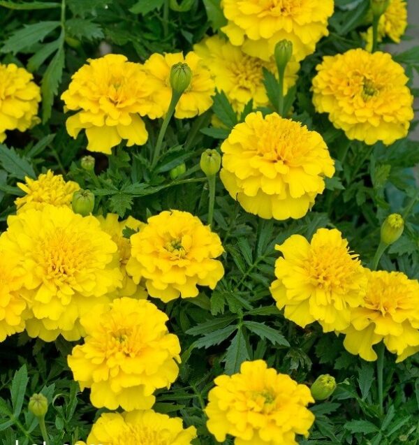 Tagetes patula nana Yellow Boy