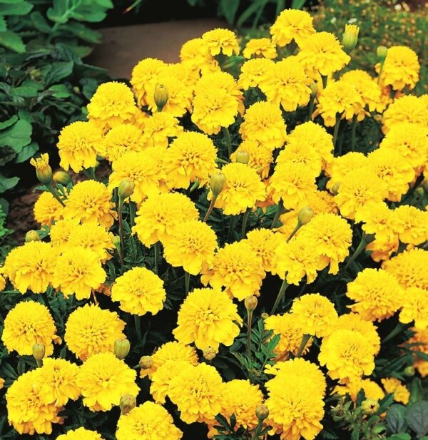 Tagetes patula nana Yellow Boy - Image 2